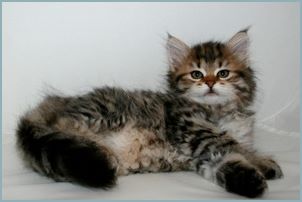 Female Siberian Kitten from Deedlebug Siberians